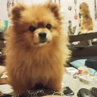 معاوضه یا فروش پامرخرسی بو فیس|سگ|سیرجان, |دیوار