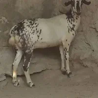 کهره داشتی وگوشتی