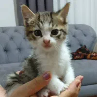 واگذاری گربه(رایگان)