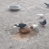 ماده دم‌سفید