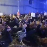 جوجه مرغ و خروس محلی و دورگه