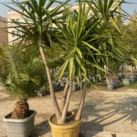 درختچه یوکا ( یوکا کلکسیونی )|گل و گیاه طبیعی|تهران, مجیدآباد|دیوار