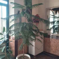 درختچه آپارتمانی|گل و گیاه طبیعی|شاهین دژ, |دیوار