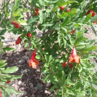 زمین کشاورزی در ۲۰۷۰ متر در علی آباد محیط|فروش دفتر صنعتی، کشاورزی، تجاری|جوادآباد, |دیوار