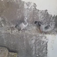 جفت بدرنگ کلاغ