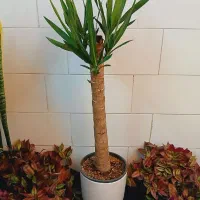 دیفن یوکا بنجامین فیکوس شفلرا پتوس آگلونما تراریوم|گل و گیاه طبیعی|قم, سنگ بند|دیوار