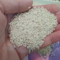 نیم دانه هاشمی خالص بشرط پخت