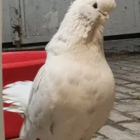 کبوتر نوکقنار نروماده