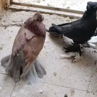 کبوتر۲ جفت راعبی