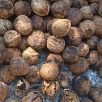 گردو بادام زعفران  آلوبخارا مغز بادام|خوردنی و آشامیدنی|یزد, |دیوار