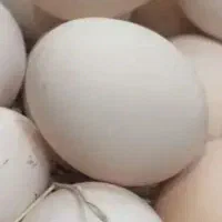 فروش تخم محلی اصل اصل دونه ۲۰