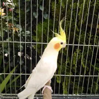 عروس هلندی نر مست کینگ سایز