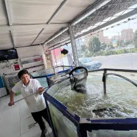 ضایعات ماهی برای سگ