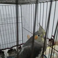 عروس‌هلندی‌یک‌ساله