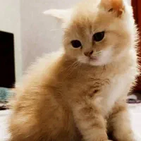 توله گوربه