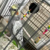 دو عدد عروس هلندی نر و ماده|پرنده|کرج, شهرک یاس شمالی|دیوار