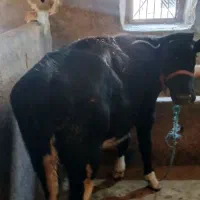 گوساله ماده