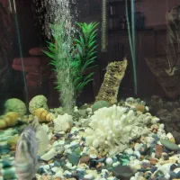 آکواریوم همراه ماهی