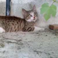 گربه گم شده