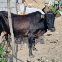 گاو با گوساله نر