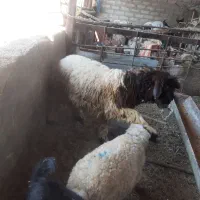 قوچ بختیاری اصل