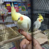 انواع پرنده|پرنده|خرم‌آباد, |دیوار