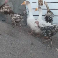 مرقو خوخوروس|حیوانات مزرعه|مشهد, نیزه|دیوار