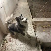 واگذاری سگ هاسکی|سگ|رودهن, |دیوار