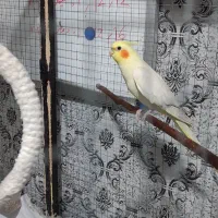 عروس هلندی|پرنده|دوگنبدان, |دیوار