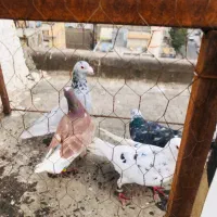 کفتر جفتگاه و پرشی|پرنده|مشهد, مشکینی (شهرک غرب)|دیوار