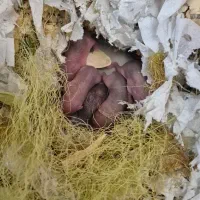 همستر|موش و خرگوش|کرمان, |دیوار