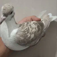 کفتر