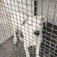 توله داگو|سگ|رباطکریم, شهرک صنعتی صباشهر|دیوار