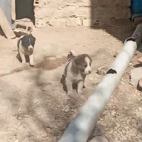 واگذاری ی جفت توله سگ نر|سگ|اسدآباد, |دیوار