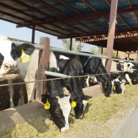 یک واحد دامداری شیری در ورامین