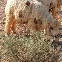 بره گوشتی چاق در جم