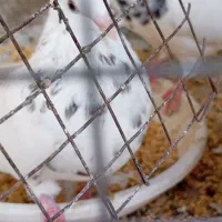 تعدادی کبوتر طوقی|پرنده|دوگنبدان, |دیوار