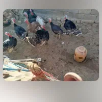 بوقلمون نر خانگی