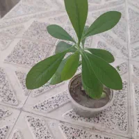 گل خانگی|گل و گیاه طبیعی|سنندج, |دیوار