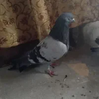 کبو.تر