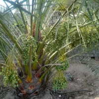 پاجوش بریهی بصره ای