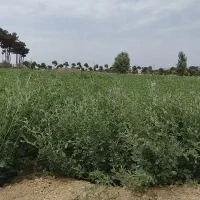 یونجه تازه