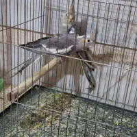 عروس هلندی سینامون