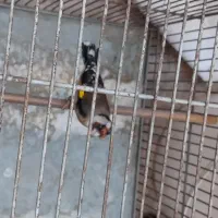 سهره  جفت نر و ماده کار داده
