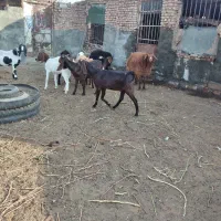 بز پاکستانی|حیوانات مزرعه|سبزوار, قصبه غربی|دیوار