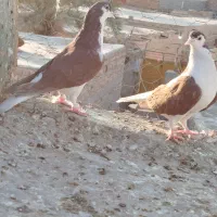 نرماده ساده سرخ با جوجه|پرنده|ایرانشهر, |دیوار