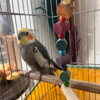 عروس هلندی نر سخنگو فول دستی|پرنده|قم, پردیسان|دیوار