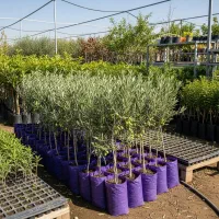 ارسال فوری نهال زیتون با قیمت ویژه و تخفیف|خدمات باغبانی و درختکاری|رشت, چله خانه|دیوار