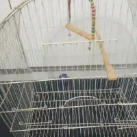 هردو قفس عروس هلندی