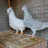 جفت موش درحه یک بشرط|پرنده|دزفول, |دیوار